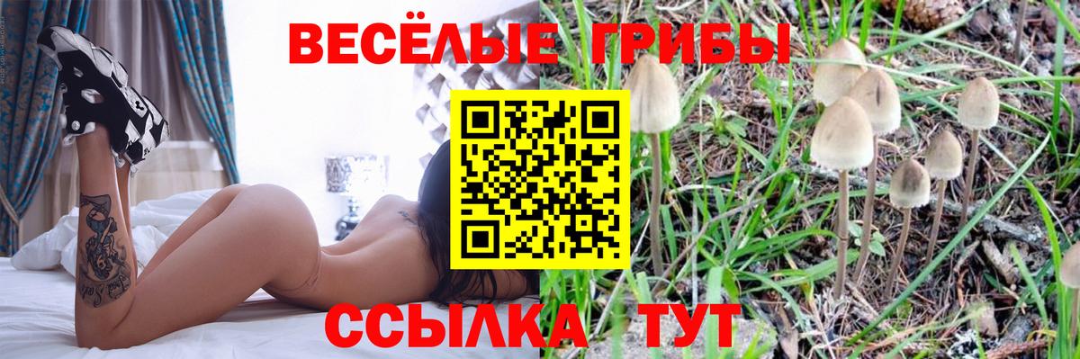 Кандалакша  Галлюциногенные грибы мицелий  Вход с VPN  Галлюциногенные грибы Psilocybine cubensis 